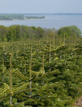 Profesjonaliści chcą produktów z najwyższej półki: miliony drzew z własnych upraw!