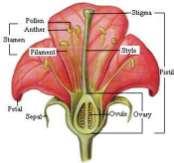 KWIAT: - skrócony pęd zarodnionośny - organ rozmnażania płciowego Elementy kwiatu: oś = DNO KWIATOWE -