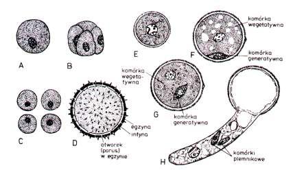 Mikrosporogeneza i rozwój gametofitu męskiego u okrytozalążkowych Rozwój gametofitu męskiego (rozwój pyłku) TETRADA MIKROSPOR hydroliza kalozowych ścian MIKROSPORY ROZŁĄCZAJĄCE SIĘ budowa sporodermy