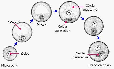 komórka wegetatywna wakuola MITOZA komórka generatywna - odpowiednik PLEMNI mikrospora 1n jądro komórkowe