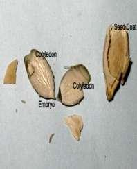 Nasiona BEZBIELMOWE bielmo zostaje zużyte podczas rozwoju nasienia, a substancje zapasowe gromadzone są