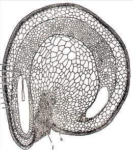 Przekrój podłużny nasienia buraka łupina nasienna perysperma (obielmo) endosperma (bielmo) perysperma na zewnątrz zarodek APOMIKSJA powstanie zarodka bez zapłodnienia (rodzaj rozmnażania bezpłciowego