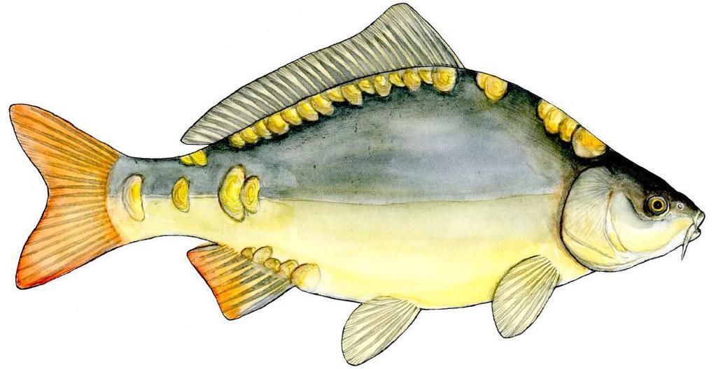 Nazwa ryby: karp Okres ochronny: brak Wymiar ochronny: do 30 cm Limit dzienny: w ciągu doby 3 szt.