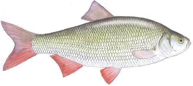 Nazwa ryby: jelec Okres ochronny: brak Wymiar ochronny: do 15 cm Limit dzienny: w ciągu doby do 5