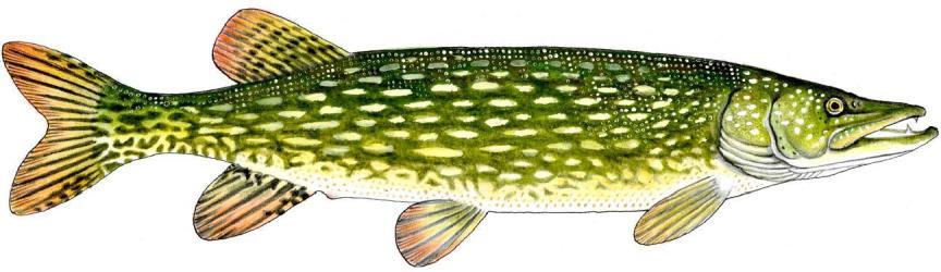 Nazwa ryby: szczupak Okres ochronny: od 1 stycznia do 30