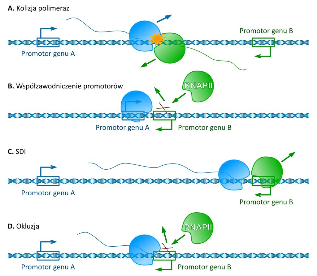 Rycina 2. Cztery scenariusze zjawiska interferencji transkrypcyjnej. A) kolizja dwóch polimeraz RNA II (RNAPII) aktywnie transkrybujących geny w przeciwnych kierunkach tego samego loci.