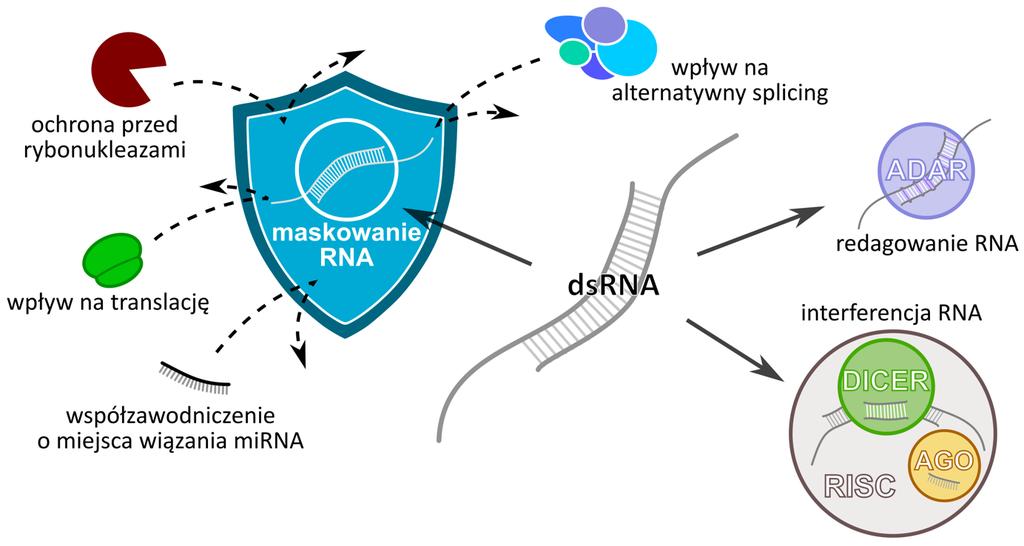 Rycina 3. Podsumowanie potencjalnych funkcji pełnionych przez formowanie się dwuniciowego RNA (dsrna).