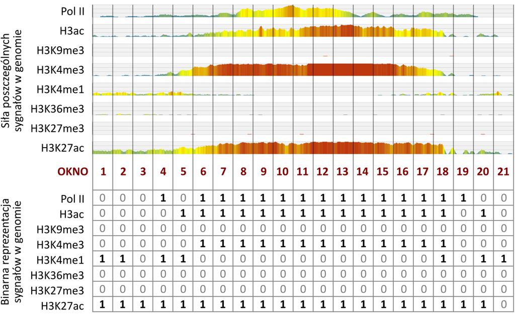 występowanie poszczególnych sygnałów w całym genomie. W ramach opracowanego protokołu zmieniono w poleceniu BinarizeBed domyślną długość okna (ang. window) z 200 do 25 nukleotydów.