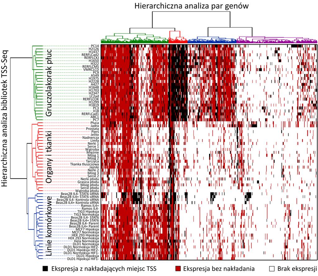 Rycina 17. Dwuwymiarowa hierarchiczna analiza skupień par genów nakładających.