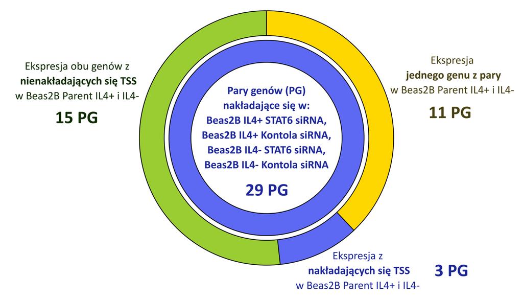 Rycina 26. Pary genów wykazujące konsekwentny wzorzec ekspresji przed i po transkrypcji.