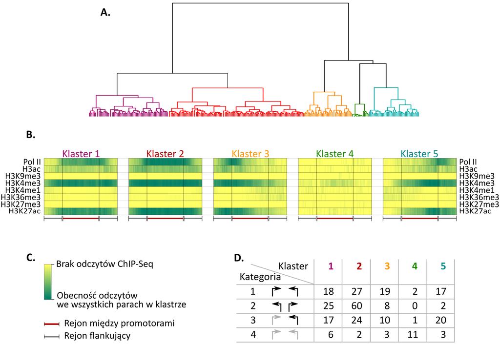 Rycina 32. Klasteryzacja sygnałów aktywności polimerazy i modyfikacji histonów w linii komórkowej PC3. A) Dendrogram hierarchicznej analizy skupień par genów.