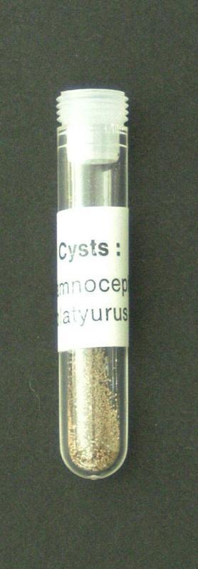 Cysty Thamnocephalus platyurus Larwy Thamnocephalus