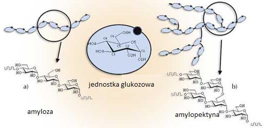 Imię i nazwisko Uzyskane punkty Nr albumu data /3 podpis asystenta ĆWICZENIE 11 BIOCHEMIA PRZEWODU POKARMOWEGO W celu biochemicznej oceny funkcji przewodu pokarmowego wykorzystuje się m.in.: 1.