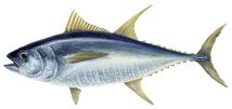 Tuńczyk żółtopłetwy Thunnus albacares FAO 61, 71, 77, 81 wędy ręczne Ocean Indyjski: FAO 51, 57; Ocean Atlantycki: FAO 21, 27, 31, 34, 41, 47 wędy ręczne Ocean Indyjski: FAO 51,