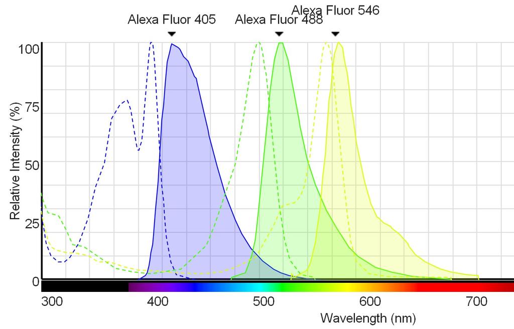 Sieć antyciał (Ab) i barwników Alexa Fluor (AF) antyciało (białko) = nanosensor