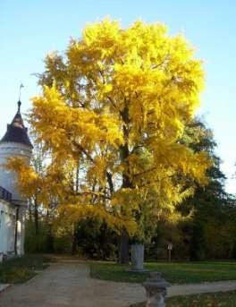 Ginkgo biloba - miłorząb dwuklapowy Drzewo dwupienne Liście