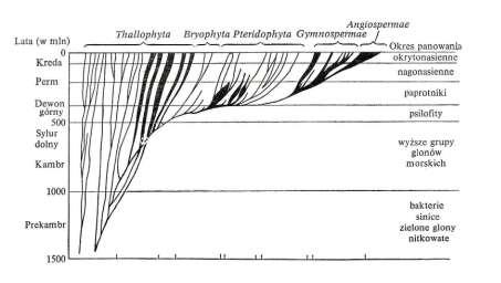 Drzewo genealogiczne świata roślinnego 1. PRANAGOZALĄŻKOWE wymarłe! 2. NAGOZALĄŻKOWE WIELKOLISTNE (~ 240 gat.) Klasy: paprocie nasienne sagowce benetyty gniotowe 3.