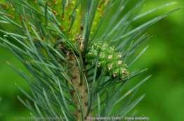 Podrodzina: Pinoidae - sosnowe sosna zwyczajna Pinus sylvestris