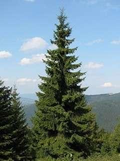 Rodzaj: Picea - Świerk igły
