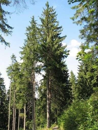 szparkowe na wszystkich