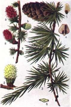 Larix