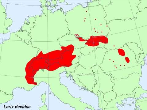 trudno się otwierają Szyszki