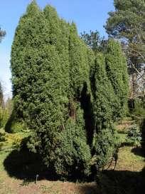 Juniperus