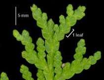 Thuja occidentalis -