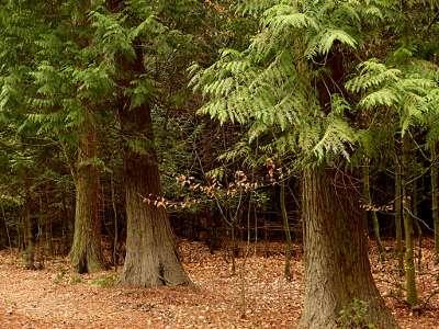 Żywotnik olbrzymi Thuja plicata - pochodzenie: Ameryka północna -sprowadzony do Europy w