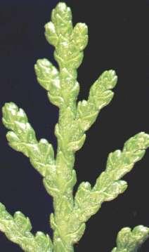 do 30 60 m -nielicznie sadzony w lasach Rodzina: Cupressaceae - cyprysowate Rodzaj: