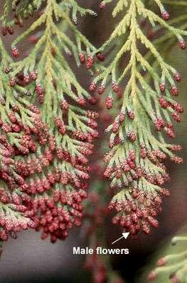 Chamaecyparis lawsoniana -