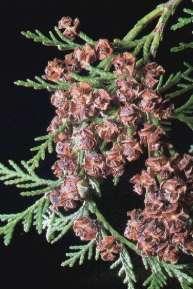 Chamaecyparis lawsoniana - cyprysik Lawsona Podgromada Pinophytina -