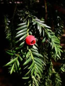 Klasa Pinopsida (=Coniferopsida) - szpilkowe Rodzina Taxaceae - cisowate Brak szyszek. U nasady zalążka - zgrubienie osnówkowe i trzy pary ustawionych na krzyż przysadek.