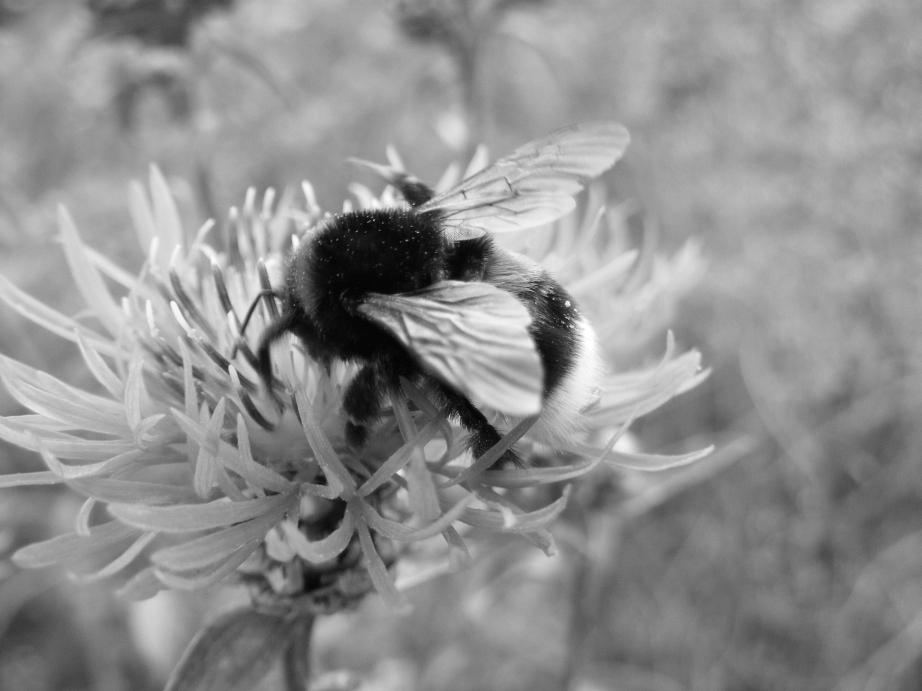 Hajnalka Szentgyörgyi Wpływ zmiany klimatu na pszczoły Zmiana klimatu jest zjawiskiem szeroko opisanym i potwierdzonym naukowo. Według 5. Raportu Międzyrządowego Zespołu ds.