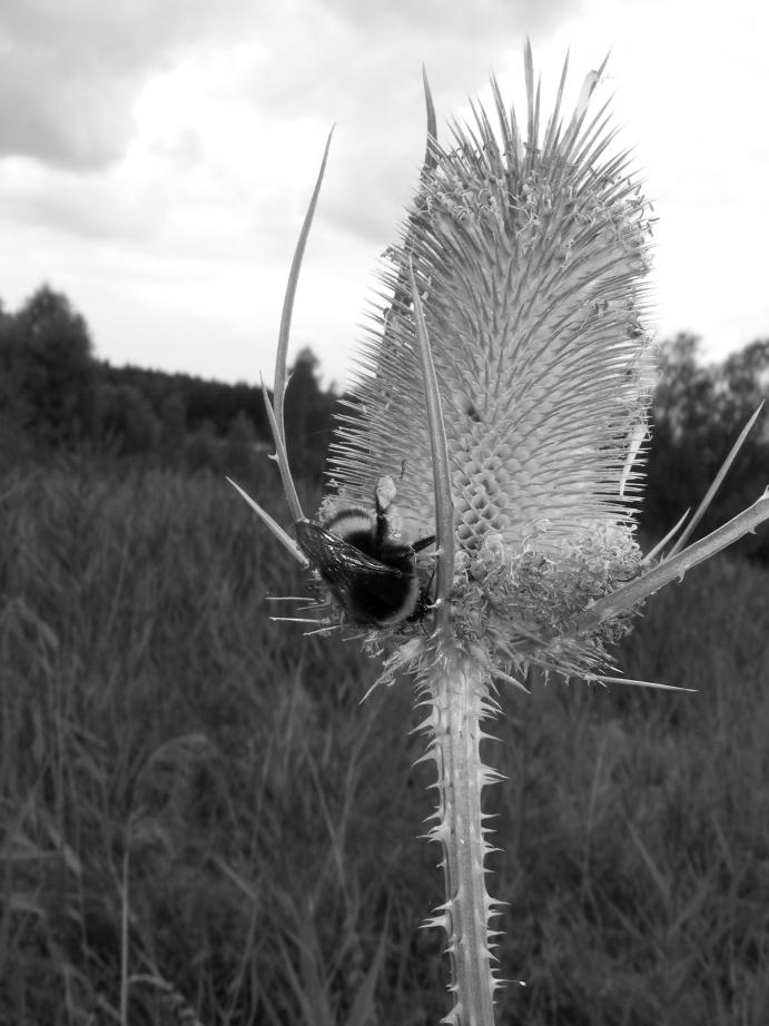 gatunków roślin inwazyjnych (np. nawłoci, rdestowca), które tworzą zwarte zbiorowiska i dostarczają pszczołom pokarmu, ale tylko przez pewien okres.