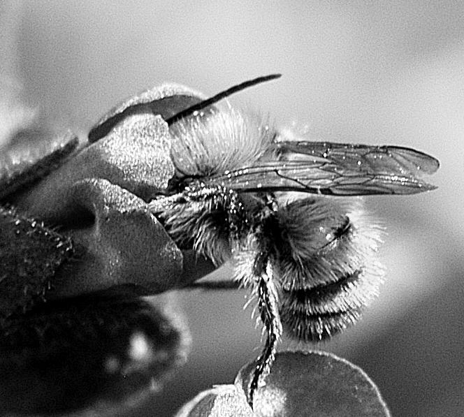 W tym kontekście warto zauważyć, że zarówno informacje o zagrożeniu zapylaczy, jak i o wadze procesu zapylania roślin dla społeczeństwa, utożsamiane są powszechnie z jednym tylko gatunkiem pszczołą