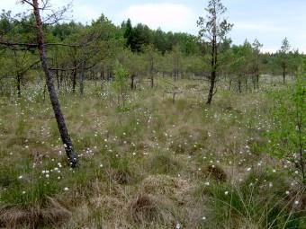 Badania paleobotaniczne w Puszczy Knyszyńskiej Mirosława Kupryjanowicz, Danuta Drzymulska,