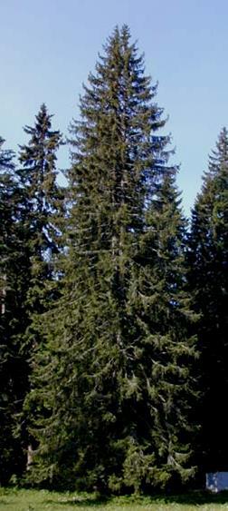 (Picea