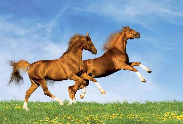 Wyścigowa pasja konie
