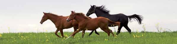 wyścigowych pełnej krwi angielskiej liczba właścicieli koni pełnej krwi angielskiej liczba gonitw dla koni pełnej krwi angielskiej liczba dni wyścigowych (dane PKWK z