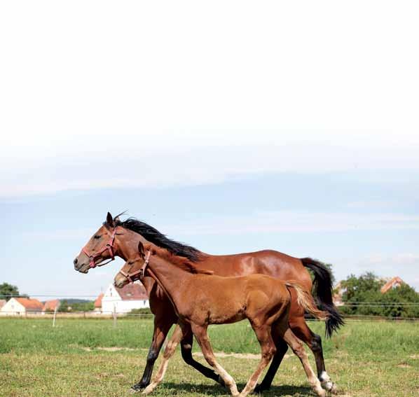 Etyka i odpowiedzialność Każdego właściciela i użytkownika koni obowiązuje Kodeks Postępowania z Koniem, ustanowiony w 1991 r.