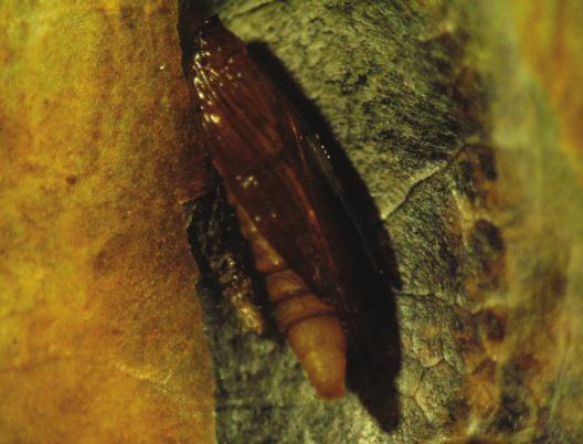 kolorystyki larw. Poczwarka tego motyla jest poczwarką typu zamkniętego (fot. 4).