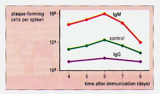 Regulacja odpowiedzi przez przeciwciała Immunizacja bierna przeciwciałami IgM i antygenem wzmaga odpowiedź immunologiczną, podczas gdy podanie przeciwciał IgG osłabia odpowiedź na
