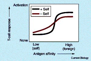 Stymulacja własnymi w antygenami wzmacnia zdolność limfocytów w T do rozróŝniania antygenów w obcych od własnychw Stymulacja własnymi antygenami podwyŝsza próg