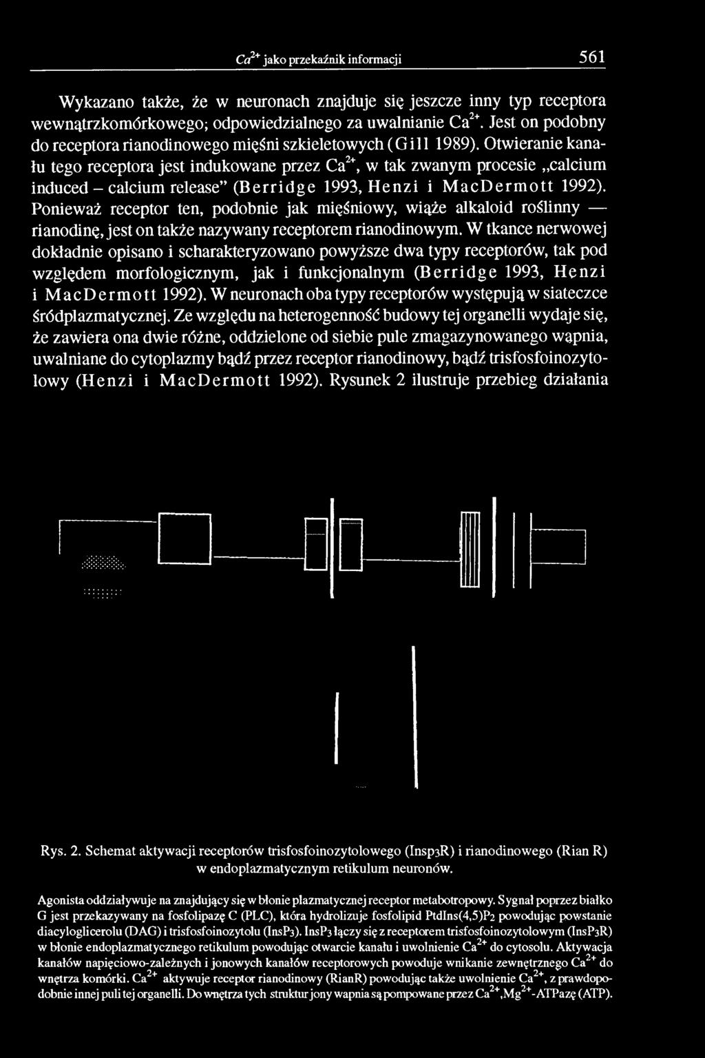 Otwieranie kanału tego receptora jest indukowane przez Ca2+, w tak zwanym procesie calcium induced - calcium release (Berridge 1993, Henzi i MacDermott 1992).