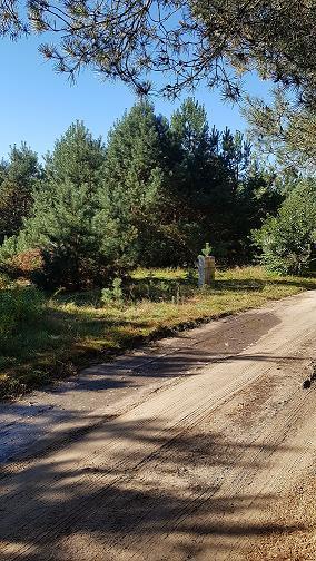 kilkudziesięcioletnim drzewostanem (głównie sosna i świerk), dojazd