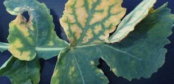 Niedobór siarki Objawy Znaczenie Chlorotyczne plamki między żyłkami na najwcześniejszych (najniższych) liściach Młodsze liście pozostają niewielkie, wzrost jest opóźniony Siarka jest bardzo ważnym