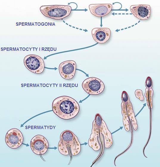 Warunkiem powstania w pełni funkcjonalnego oraz dojrzałego plemnika, jest prawidłowy przebieg procesu spermatogenezy. Schemat tego cyklu przedstawia rycina 3. Rycina 3.