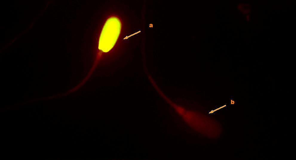 Fotografia 7. Plemniki knura barwione oranżem akrydyny; a - plemnik prawidłowy, b - plemnik ze stwierdzona fragmentacją DNA; barwienie fluorescencyjne. 4.