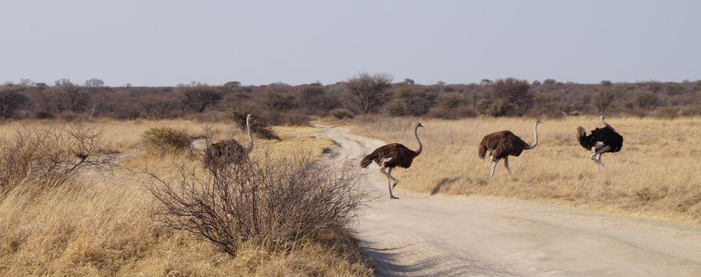 DZIEŃ 11 KUBU ISLAND MAKGADIGADI PAN KHAMA RHINO SANCTUARY Po wschodzie słon ca wyjez dz amy do Khama Rihno Sanctuary. Droga z Kubu Island to wyzwanie nawet dla wytrawnych off-roadowco w.